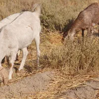 ۴ بزمنگوله دار ویک نری ۸ماهه|حیوانات مزرعه|چاه داد خدا, |دیوار