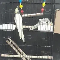 عروس هلندی جفت مولد