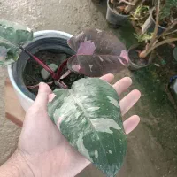 گل فیلودندرون پینک پرنسس ارسال رایگان + هدیه‌|گل و گیاه طبیعی|مشهد, خرم آباد|دیوار