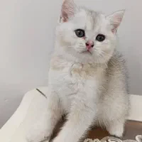 تربیت شده های خوشگل|گربه|زنجان, |دیوار