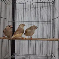 فنچ ماده آماده فائو و هاف اورنج