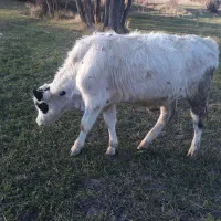 دوعدد‌گوسا‌له‌نر