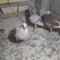 کفتر