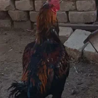 مرغ و خروس لاری