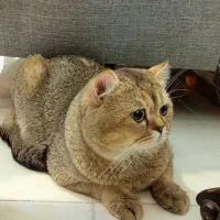 گربه بریتیش گلد