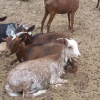 بز...|حیوانات مزرعه|تفت, |دیوار