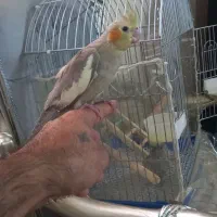 جوجه عروس هلندی فوق دستی دون خور