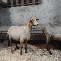 گوسفند جوان دو عدد ابستن