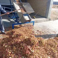 پوست گیری  وخرید انواع پسته