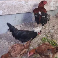 خروس  لهستانی|حیوانات مزرعه|پاکدشت, خاتون آباد|دیوار