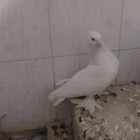 کبوتر کفتر سفید پاپر دم چتری پرپا توافقی|پرنده|مشهد, آیت الله خامنهای|دیوار