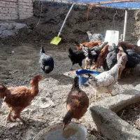 مرغ ،خروس،فریح،بهچه،|حیوانات مزرعه|نوشین شهر, |دیوار