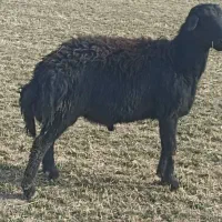 بره قوچ قره قزل افشاری|حیوانات مزرعه|لالجین, |دیوار