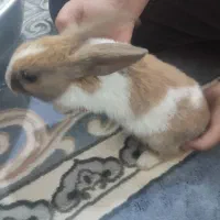 خرگوش|موش و خرگوش|فسا, |دیوار