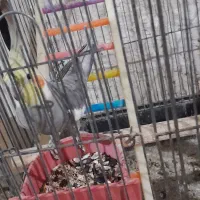 عروس هندی|پرنده|انگوت, |دیوار