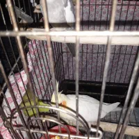 عروس هلندی مولد|پرنده|فرخ‌شهر, |دیوار