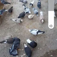 کبوترفروشی