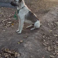 واگذاری ماده8ماهه گلهای نگهبان نسلکشی درجه یک|سگ|تبریز, |دیوار