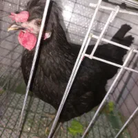 مرغ