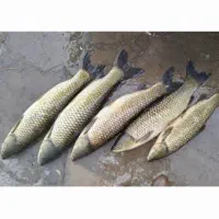 خدمات ماهیگیری|ماهیگیری|رشت, بازار|دیوار