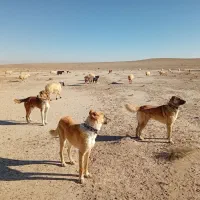 واگذاری سگ گله|سگ|سده (خراسان جنوبی), |دیوار