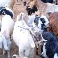 بز داشتی پر شیر محلی اصل