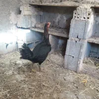 مرغ بومی تخم گذار|حیوانات مزرعه|خمینی‌شهر, |دیوار