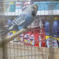 مرغ عشق انگلیسی مولد|پرنده|پاکدشت, حصار امیر|دیوار