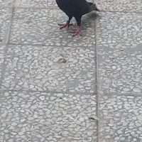 زاغ دورگ