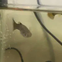 ماهی گپی ماده|ماهی|خسروشاه, |دیوار