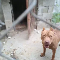 سگ پیتبول|سگ|نشتارود, |دیوار