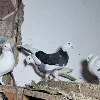 کبوتر|پرنده|گرگان, |دیوار