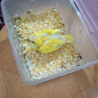 راهب زرد سرلاکی