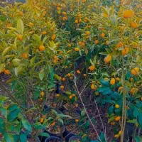 تمامی گل های آپارتمانی و باغچه و مرکبات|گل و گیاه طبیعی|تهران, گیشا|دیوار