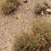 زمین-پشت-هنرستان-بصیر-زاده-16-قصب-سند-تک-برگ