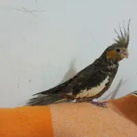 عروس هلندی دون خور ماده