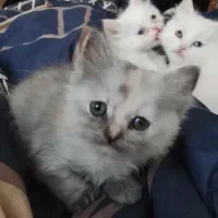 توله پرشین|گربه|ارومیه, |دیوار