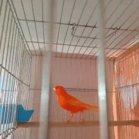 قناری نر و ماده