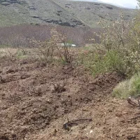 باغ-انگور