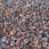 کشمش بیدانه عسکری و مویز دشمن زیاری|خوردنی و آشامیدنی|شیراز, طلاب|دیوار