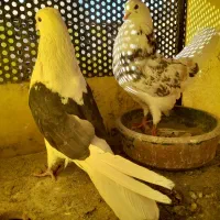 کبوتر|پرنده|مشکیندشت, |دیوار