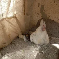 مرغ گلبن و ۵تا جوجه