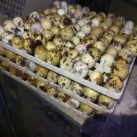 تخم بلدرچین نطفه دار باز دهی بالا