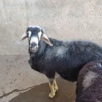 دوتا قوچ قزل افشار|حیوانات مزرعه|تیکمه داش, |دیوار