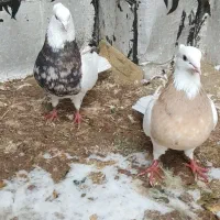 کبوتر طوقی سرور عتیقه