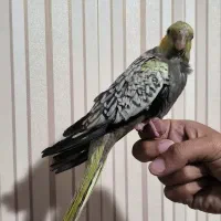 جوجه عروس هلندی|پرنده|شیراز, شهرک فرهنگیان|دیوار