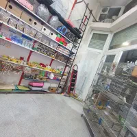 عروس هلندی|پرنده|آستارا, |دیوار