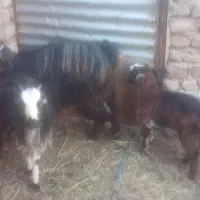 فروش گوسفند|حیوانات مزرعه|بم, |دیوار