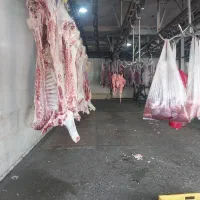 لاشه گوسفندی|حیوانات مزرعه|احمدآبادمستوفی, |دیوار