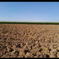 زمین کشاورزی اجاره داده میشود|اجارهٔ دفتر صنعتی، کشاورزی، تجاری|آبیک, |دیوار